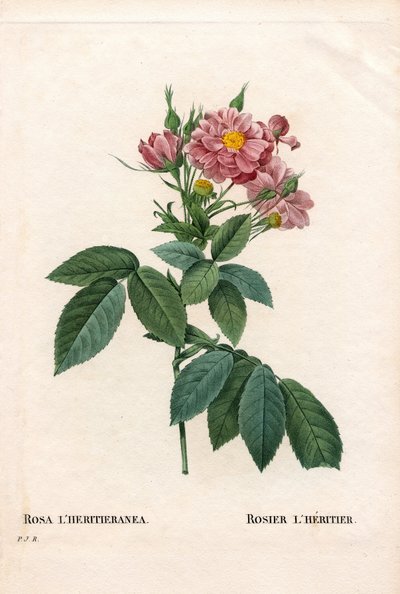 Rose Boursault - Pierre Joseph Redouté