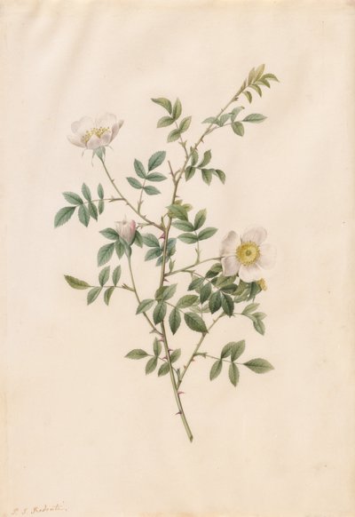 Églantier ou Rosier des chiens (Rosa Sepium Rosea) - Pierre Joseph Redouté