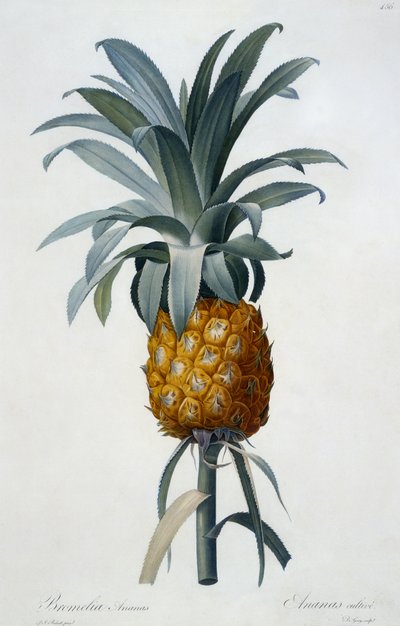 Bromelia Ananas - Pierre Joseph Redouté