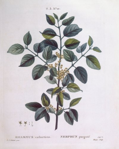 Nerprun (Rhamnus catharticus), Henry Louis Duhamel du Monceau, planche botanique par Pierre Joseph Redouté - Pierre Joseph Redouté