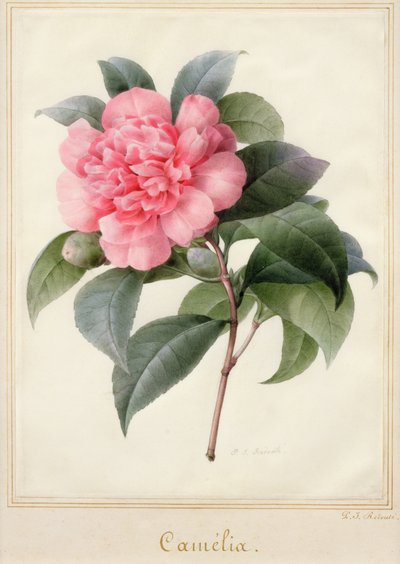 Camélia - Pierre Joseph Redouté
