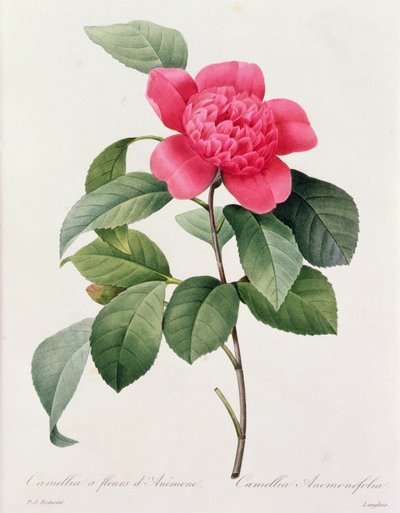 Camellia Anemonefolia - Pierre Joseph Redouté