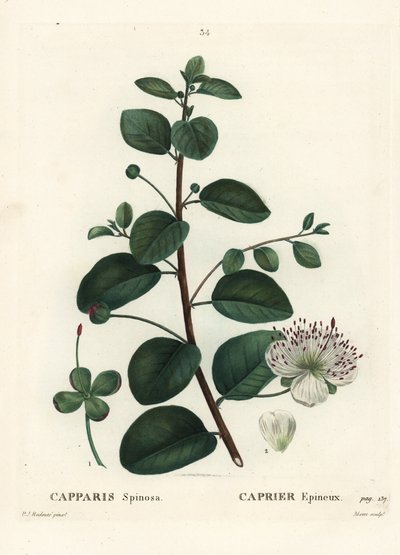 Câprier, Capparis spinosa. Gravure en stipple colorée à la main par Moret d
