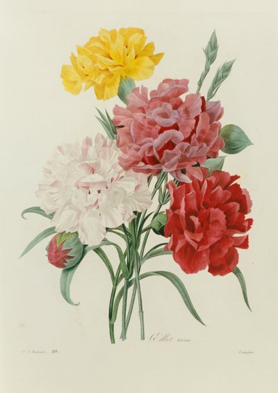 Œillets, de "Choix des Plus Belles Fleurs", vers 1833 - Pierre Joseph Redouté