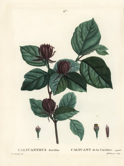 Calycanthe de Caroline ou calycanthus floridus. Gravure en stipple colorée à la main par Miss Brenet d