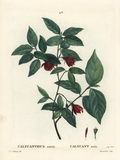 Calycanthus floridus var. glaucus (Calycanthus nanus). Gravure en stipple colorée à la main par Du Ruisseau d