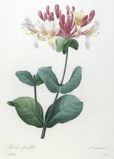 Chèvrefeuille, du Choix Des Plus Belles Fleurs et des Plus Beaux Fruits, 1827 - Pierre Joseph Redouté