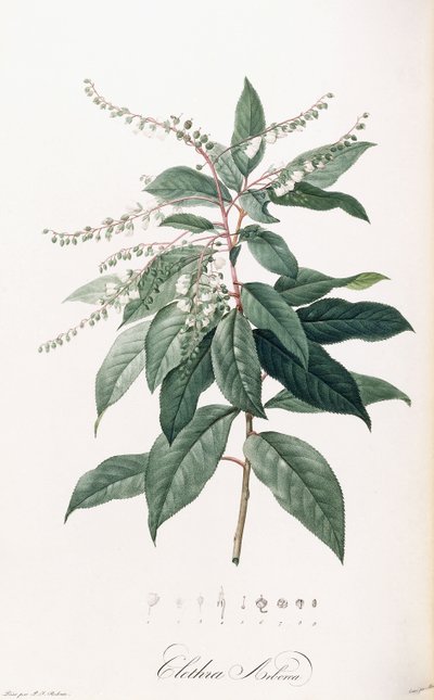 Clethra Arborea - Pierre Joseph Redouté