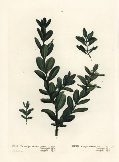 Buis commun, Buxus sempervirens. Gravure en manière de crayon coloriée à la main d