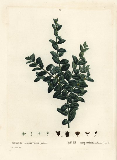 Buis commun, Buxus sempervirens fruticosa. Gravure en stipple colorée à la main d