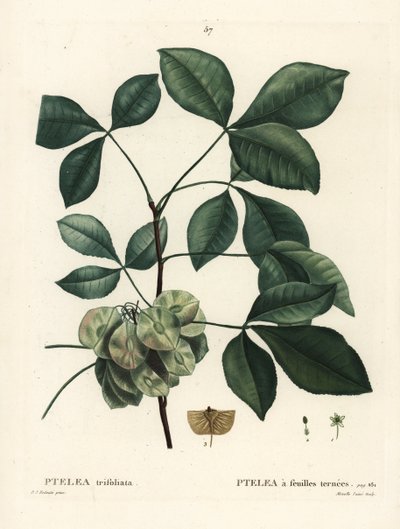 Ptéla trifolié, Ptelea trifoliata. Gravure en stipple colorée à la main par Mixelle l