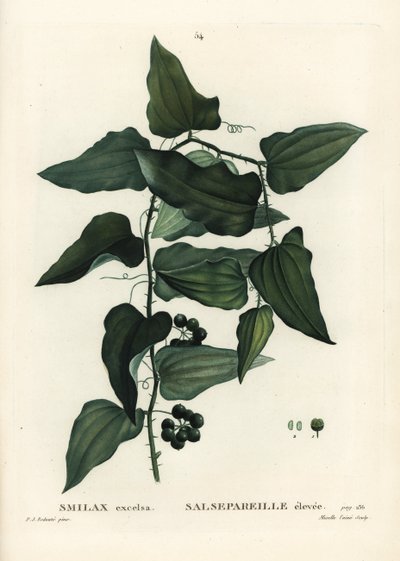 Salsepareille ou smilax de Méditerranée, Smilax aspera (Smilax excelsa). Gravure en stipple colorée à la main par Mixelle l