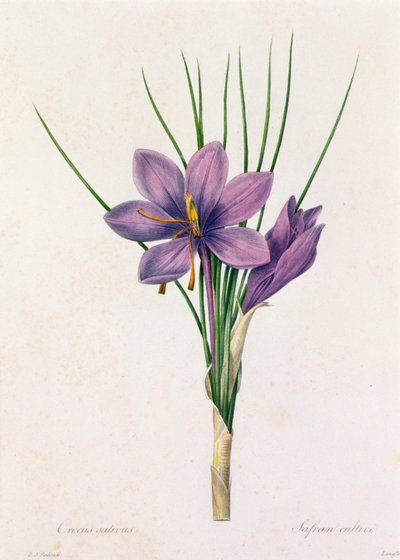 Crocus Sativus - Pierre Joseph Redouté