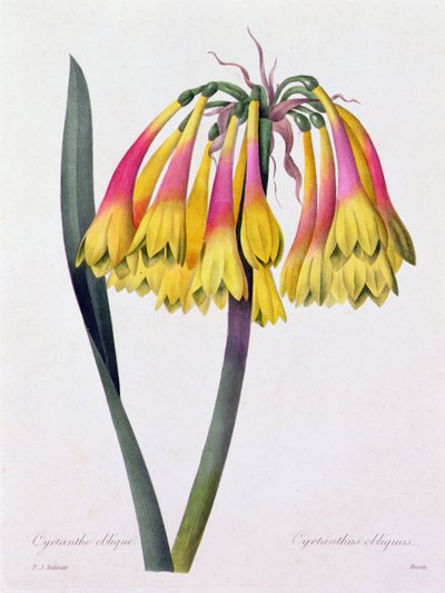 Cyrtanthus Obliquus - Pierre Joseph Redouté