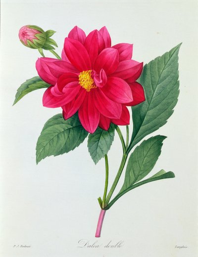 Dahlia Double - Pierre Joseph Redouté