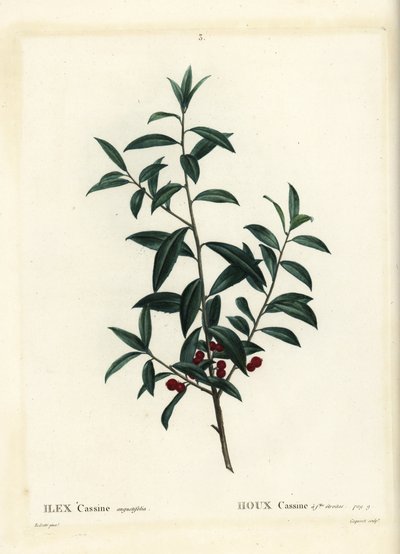Houx dahoon. Gravure en couleur par Coqueret d