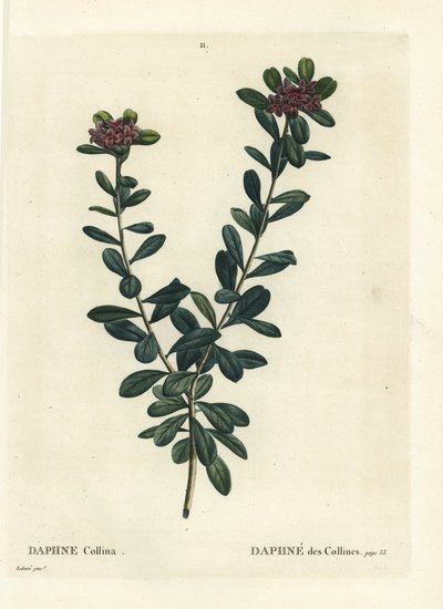 Daphne sericea (Daphne collina) - Pierre Joseph Redouté