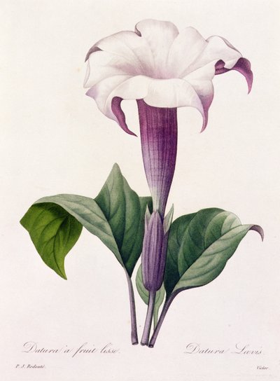 Dature Laevis - Pierre Joseph Redouté