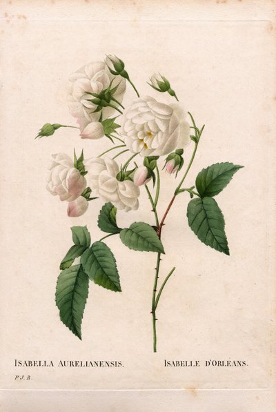 Rose Duchesse d
