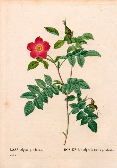 Rose alpine fruitée, Rosa pendulina. Gravure au pointillé en couleur de Pierre Joseph Redouté « Les Roses », Paris - Pierre Joseph Redouté