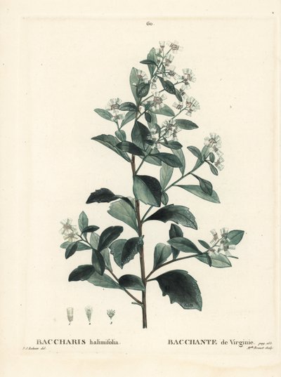 Baccharis à feuilles d