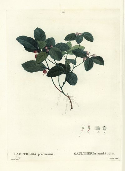 Gaulthérie couchée. Gravure en couleur par Tassaert d