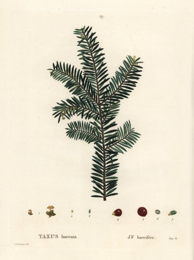If commun. Gravure en couleur par Tassaert d