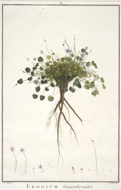 Erodium chamaedryoides, du Geraniologia, seu Erodii, Pelargonii, Monsoniae et Grieli historia iconibus illustrata, 1787-88 - Pierre Joseph Redouté