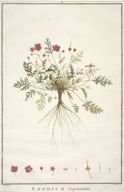 Erodium supracanum, du Geraniologia, seu Erodii, Pelargonii, Monsoniae et Grieli historia iconibus illustrata, 1787-88 - Pierre Joseph Redouté