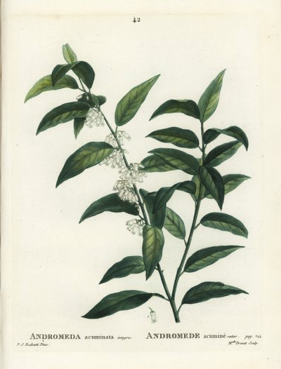 Andromède acuminée. Gravure en stipple colorée à la main par Miss Brenet d