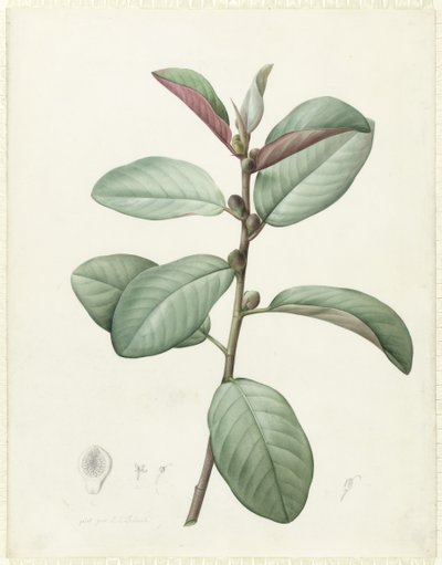 Ficus Rubeginosa - Pierre Joseph Redouté