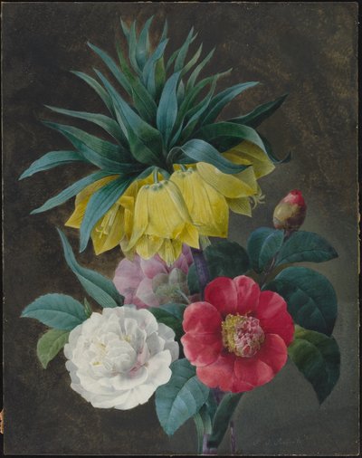 Quatre pivoines et une couronne impériale - Pierre Joseph Redouté