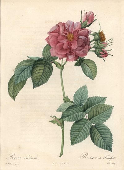 Rosier de Francfort - Eau-forte de Bessin, d