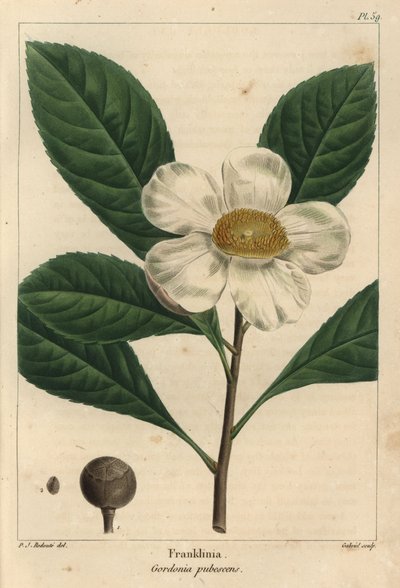 Arbre Franklinia, Gordonia pubescens (gravure) - Pierre Joseph Redouté