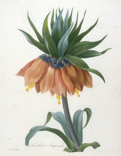 Fritillaire impériale, de Choix Des Plus Belle Fleurs et des Plus Beaux Fruits, 1827 - Pierre Joseph Redouté