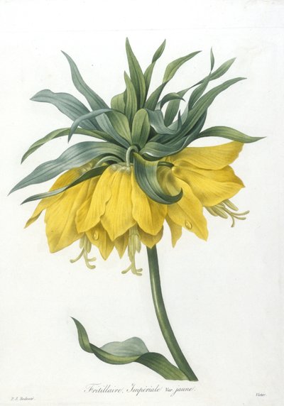 Fritillaire, Impériale variété jaune, du Choix Des Plus Belles Fleurs et des Plus Beaux Fruits, 1827 - Pierre Joseph Redouté