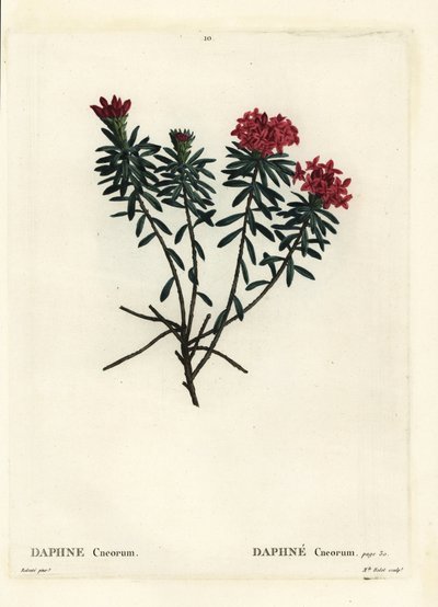 Garlande de fleurs rose or daphné, Daphne cneorum. Gravure en stipple colorée à la main par Miss Rolet d
