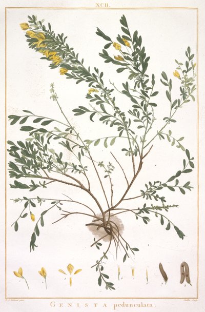 Genista pedunculata, du Stripes Novae aut Minus Cognitae, 1784 - Pierre Joseph Redouté