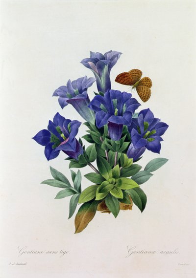 Gentiana Acaulis - Pierre Joseph Redouté