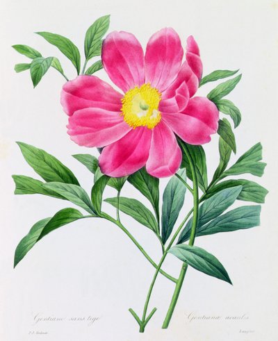 Gentiane sans tige - Pierre Joseph Redouté