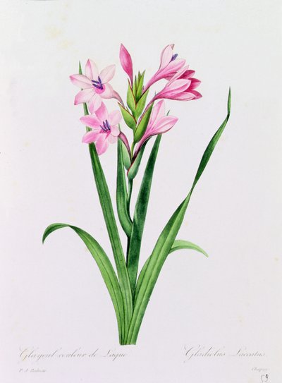 Glayeul couleur de laque - Pierre Joseph Redouté