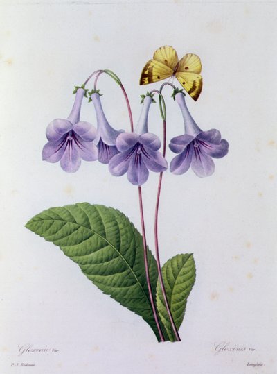 Gloxinia - Pierre Joseph Redouté