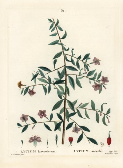 Baie de goji ou lyciet de Barbarie, Lycium barbarum. Gravure en manière de crayon par Du Ruisseau d