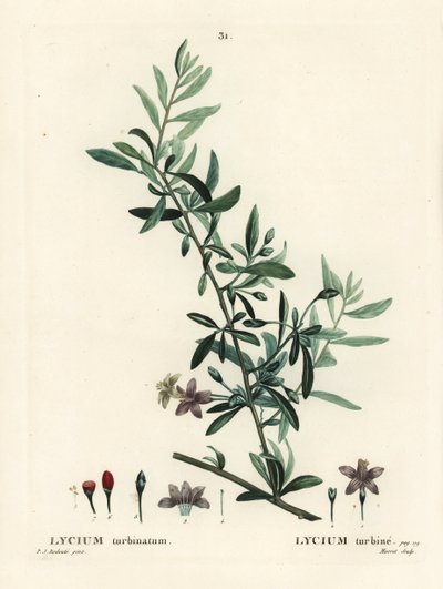 Baie de goji ou baie de lyciet, Lycium barbarum (Lycium turbinatum). Gravure en couleur par Moret d