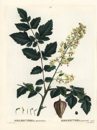 Arbre à pluie d