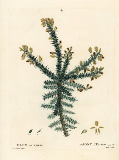 Ajonc, Ulex europaeus. Gravure en manière de crayon par Moret d