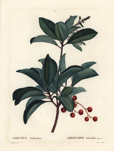Arbousier grec, Arbutus andrachne. Gravure en couleur par Moret d