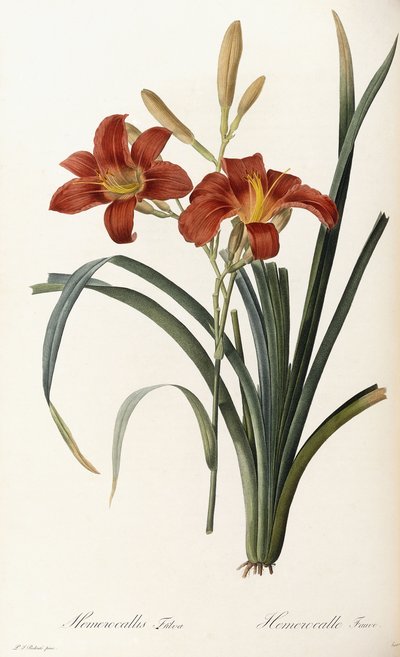 Hemerocallis Fulva - Hémérocalle fauve - Pierre Joseph Redouté