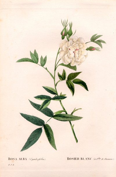 Rose blanche à feuilles de chanvre, Rosa alba var. cannabifolia, rose blanche à feuilles de chanvre. Gravure en taille-douce coloriée à la main de Pierre Joseph Redouté « Les Roses », Paris - Pierre Joseph Redouté