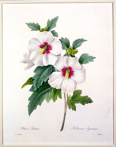 Hibiscus syriacus, gravé par Bessin, de 